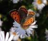 Lycaena phlaeas